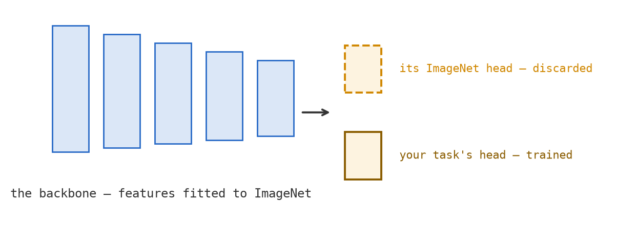 A row of shrinking blue blocks representing the convolutional layers, labelled the backbone, with an arrow to two small squares: a dashed gold one labelled its ImageNet head, discarded, and a solid one labelled your task's head, trained.