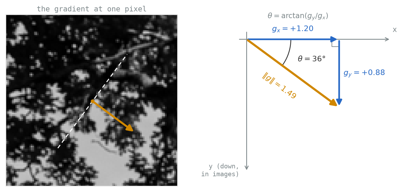 Two panels. Left: a grayscale crop of leaves against bright sky with a gold arrow starting on the boundary and pointing down-right into the bright region, and a dashed white line along the boundary perpendicular to the arrow. Right: a vector diagram in image coordinates with the y axis pointing down: a blue horizontal component labelled g x equals plus 1.20, a blue vertical component labelled g y equals plus 0.88, a gold resultant labelled magnitude 1.49, and an arc marking theta equals 36 degrees between the x axis and the resultant.