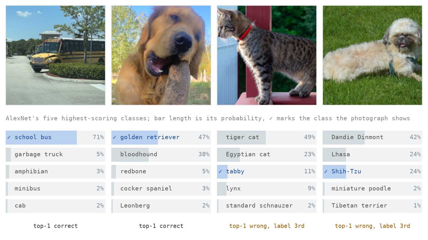 Four photographs in a row: a school bus in a car park, a golden retriever chewing a stick, a striped tabby cat on a railing, and a small long-haired dog lying on grass. Beneath each is a bar chart of five class names and probabilities. School bus scores 71%, and golden retriever scores 47%; both correct and marked with a tick. Under the cat, tiger cat scores 49% and Egyptian cat 23%, ahead of the ticked tabby at 11%. Under the small dog, Dandie Dinmont scores 42% and Lhasa 24% ahead of the ticked Shih-Tzu, also 24%. The last two columns are labelled top-1 wrong, label 3rd.