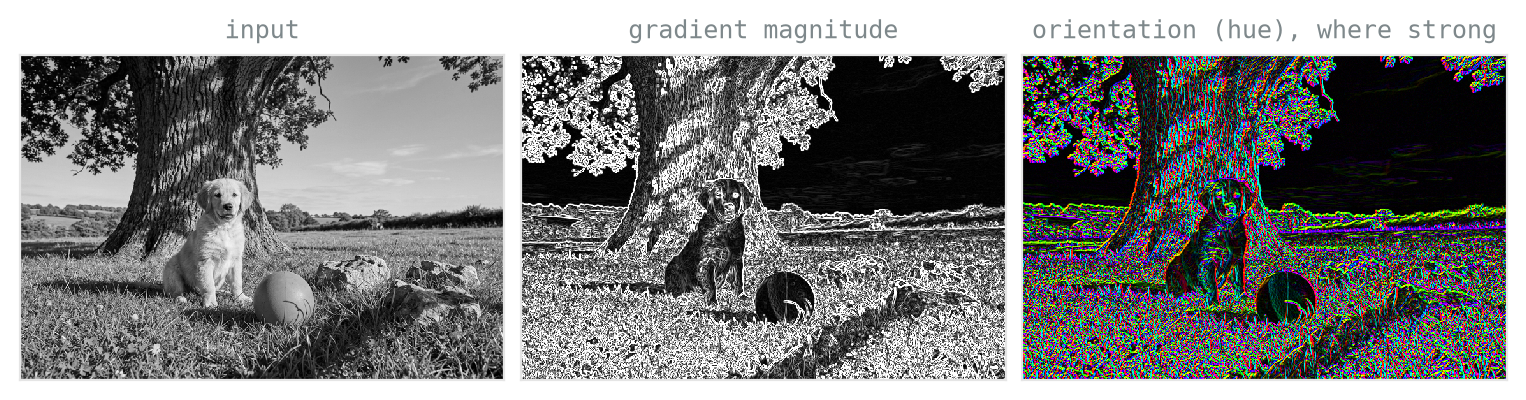 Three panels: the grayscale scene; its gradient magnitude, showing bright outlines along the tree, dog, ball, and horizon; and an orientation map where strong edges are coloured by their direction, appearing as coloured contours on a black background.