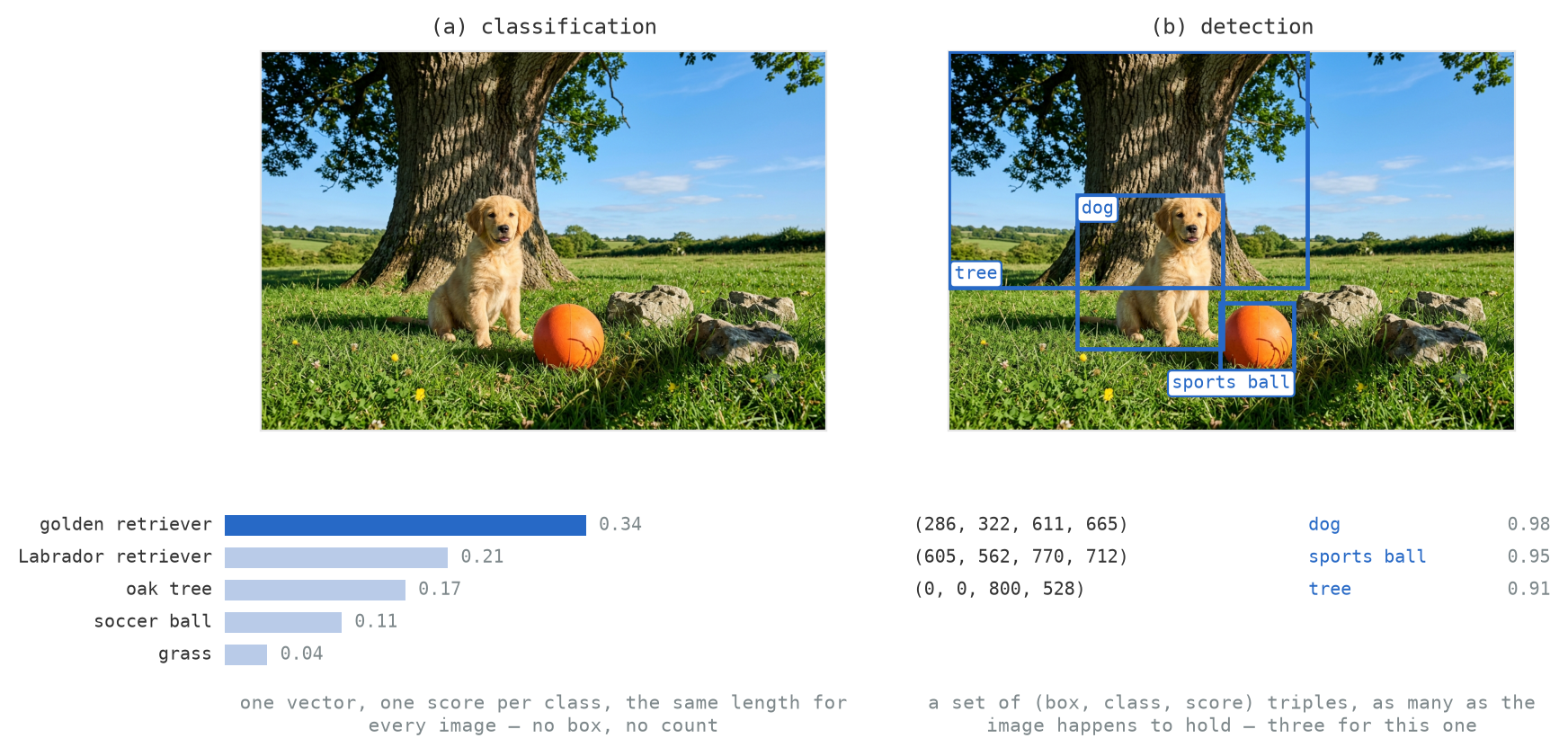 The scores in both panels are illustrative rather than an actual model's output, with  @fig-detection-task below being the measured version. (a) Classification scores a fixed list of classes over the whole image and returns a score for each class, regardless of what the image contains. Of the top five illustrated, two describe the dog and disagree about its breed, one is the tree, and one is the ball; nothing in the output says where any of them is, or that there is one of each. Most importantly, all of these responses appear in the image and might not be considered incorrect. (b) Detection returns one entry per object, with each entry consisting of a box, a class, and a score.